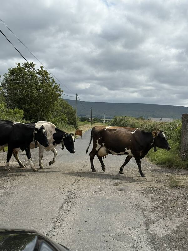 Cows crossing a rural road in Ireland