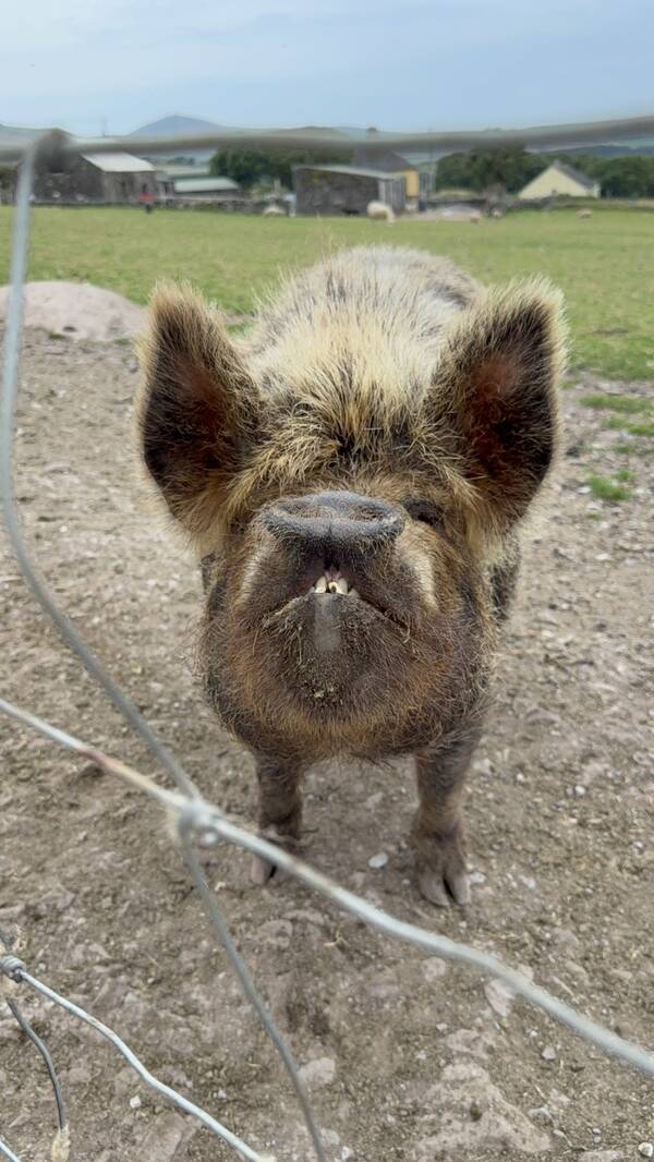 A friendly pig at a farm in Dingle